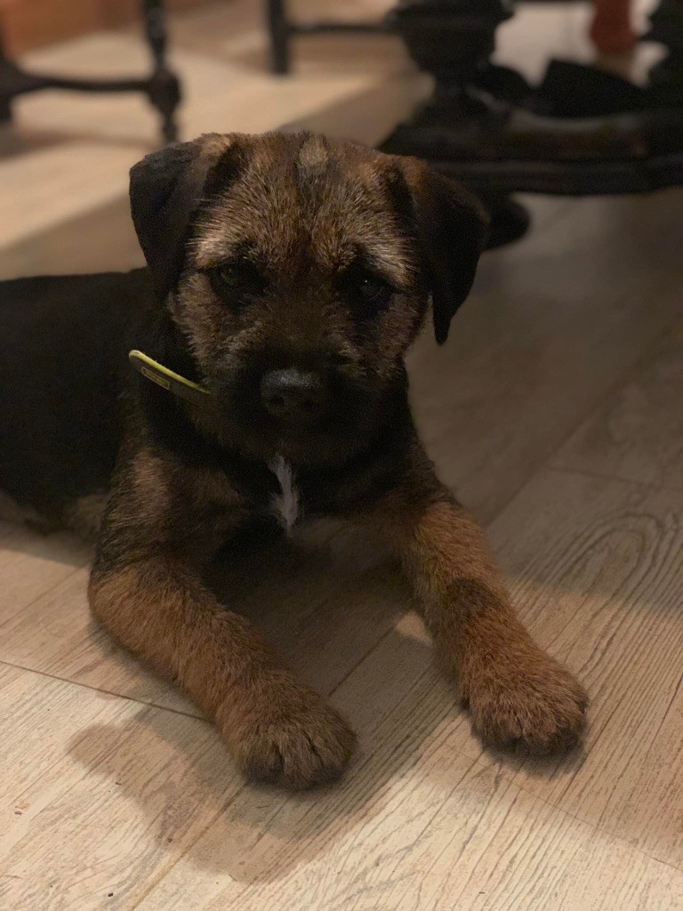 Les Border Terrier de l'affixe Keywater