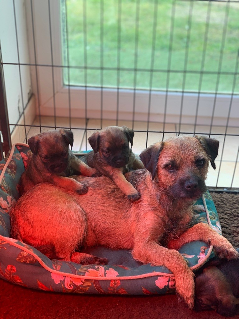 chiot Border Terrier Keywater