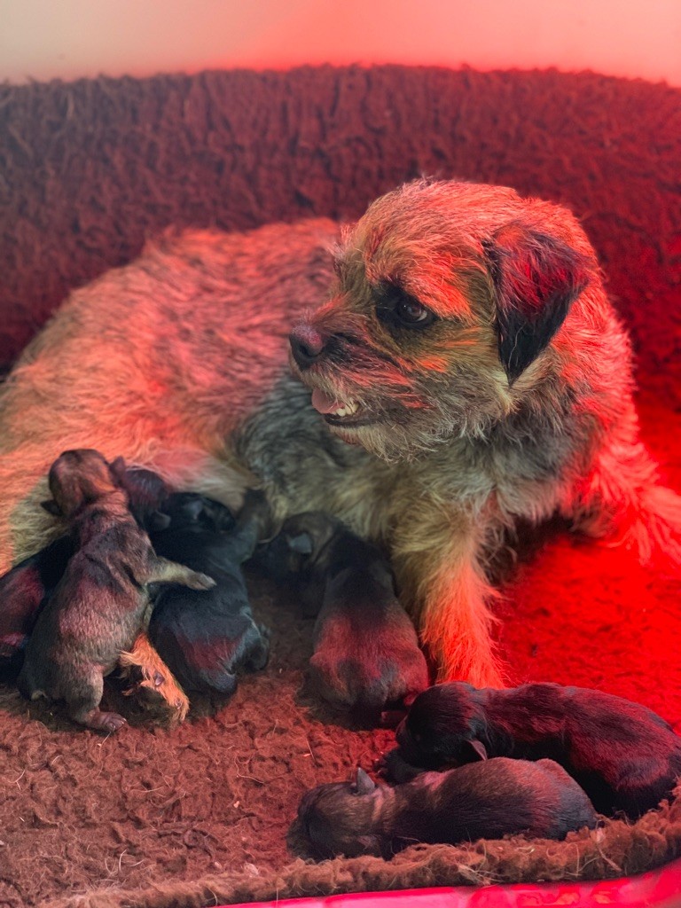 chiot Border Terrier Keywater