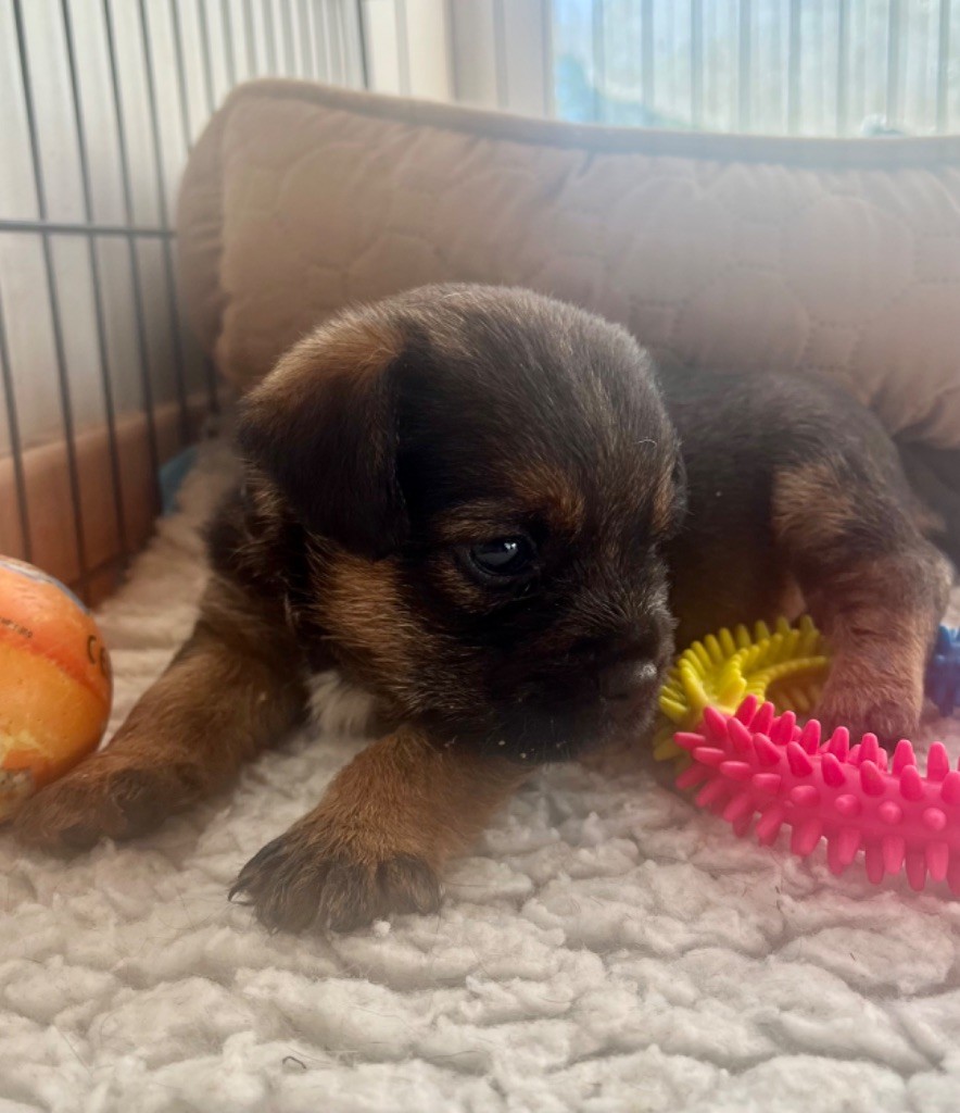 Keywater - Chiots disponibles - Border Terrier