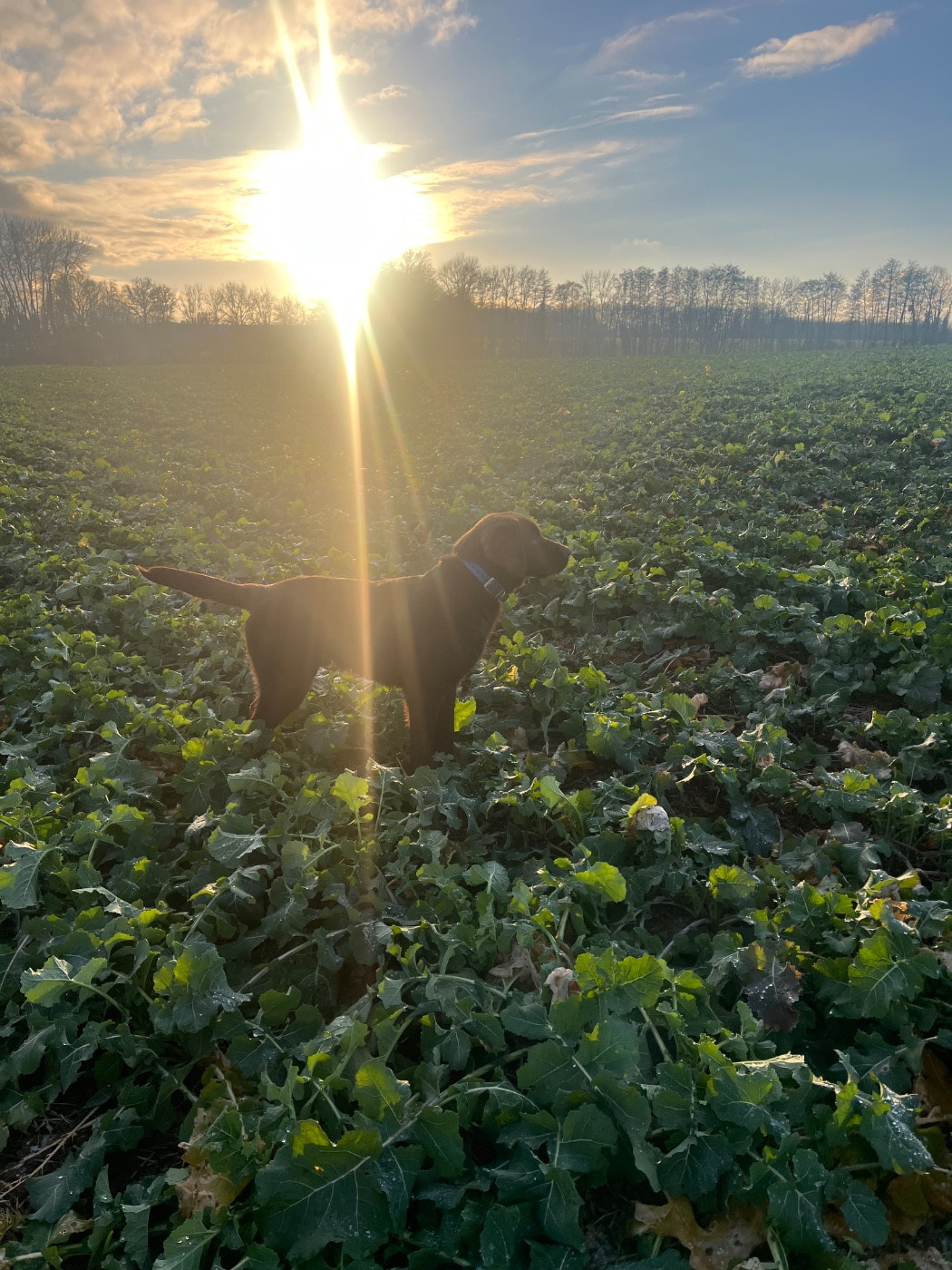 Keywater - Chiots disponibles - Labrador Retriever