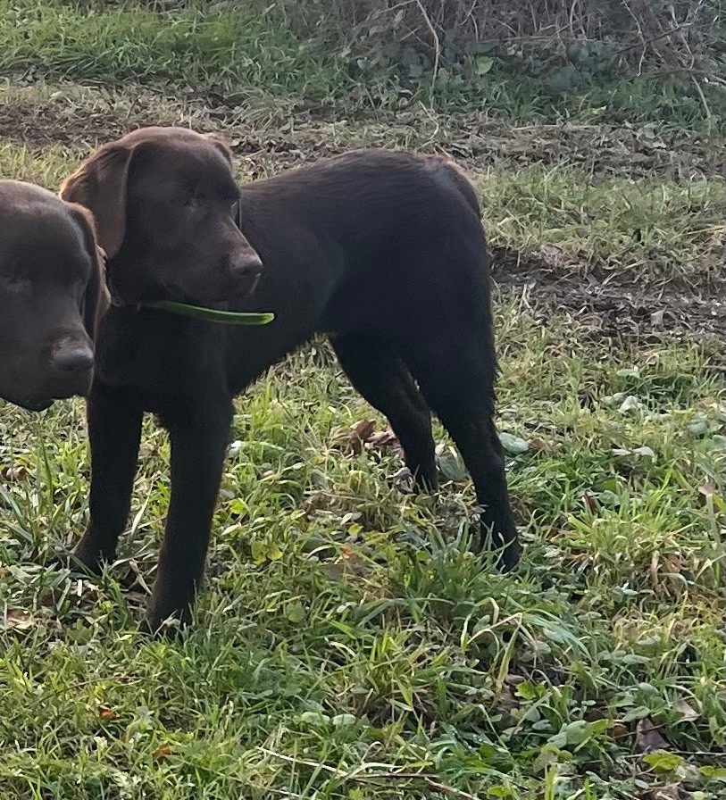 Keywater - Chiots disponibles - Labrador Retriever