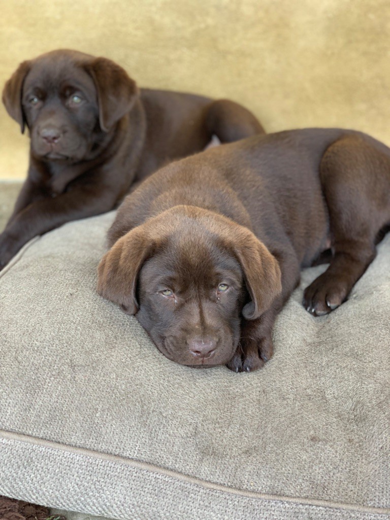 Keywater - Chiots disponibles - Labrador Retriever