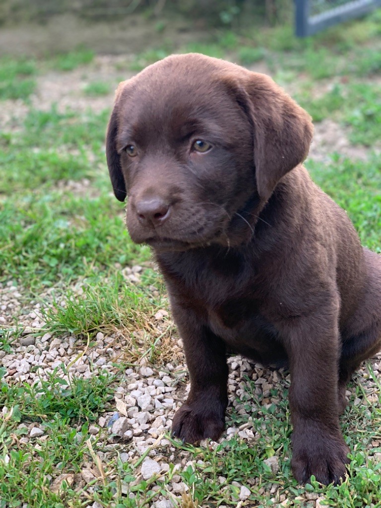 Keywater - Chiots disponibles - Labrador Retriever