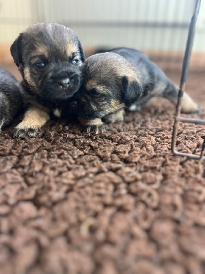 CHIOT 1