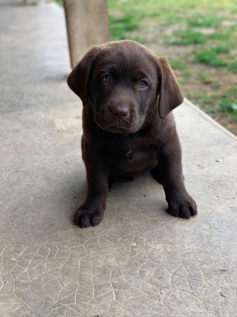 Keywater - Chiots disponibles - Labrador Retriever