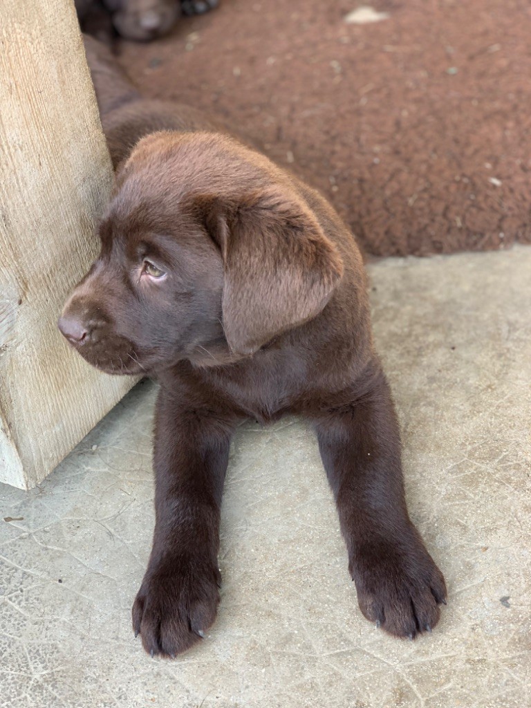 Keywater - Chiots disponibles - Labrador Retriever