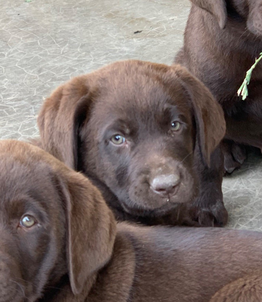 Keywater - Chiots disponibles - Labrador Retriever