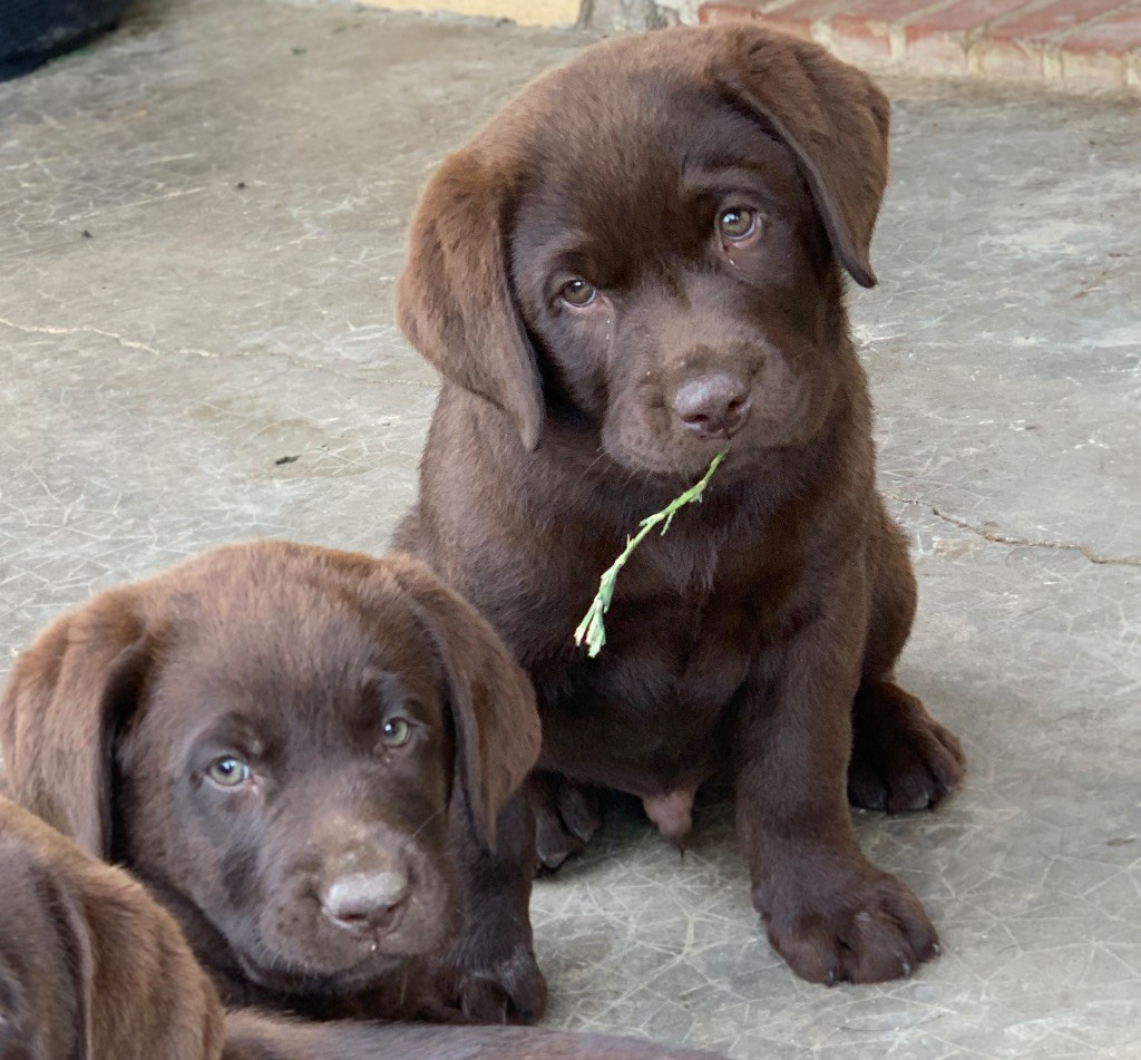 Keywater - Chiots disponibles - Labrador Retriever