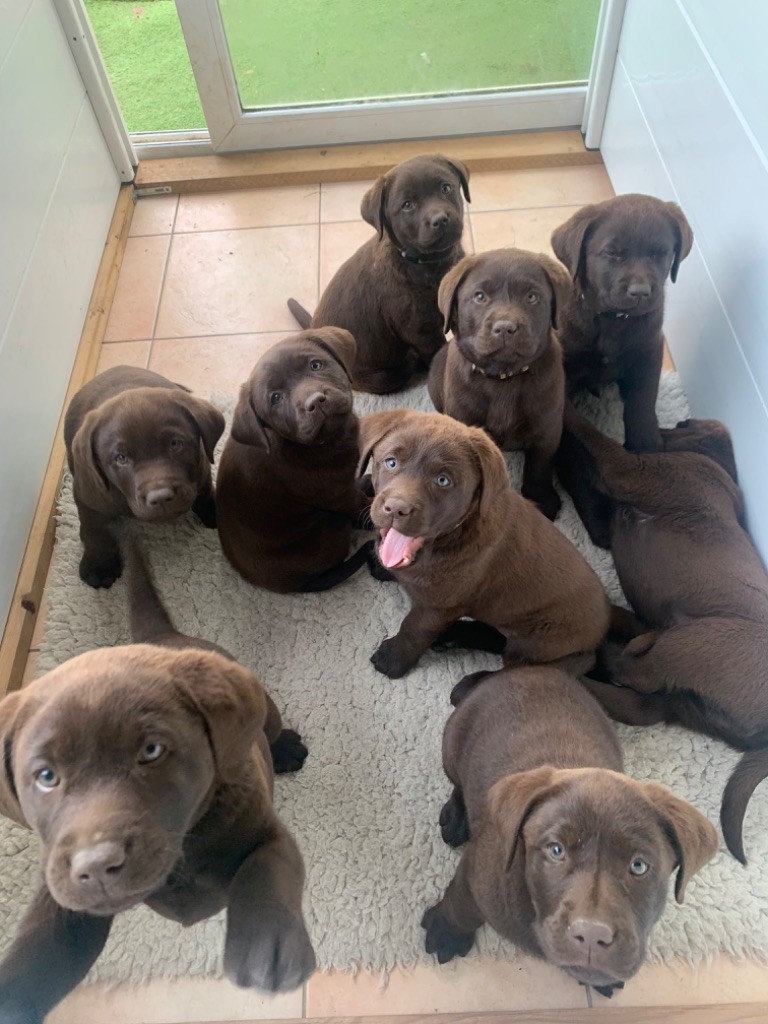 Chiot Labrador Retriever Keywater